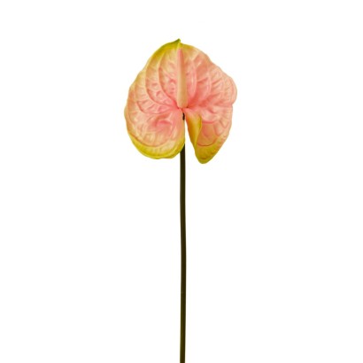 anturium latex rosa 70cm
