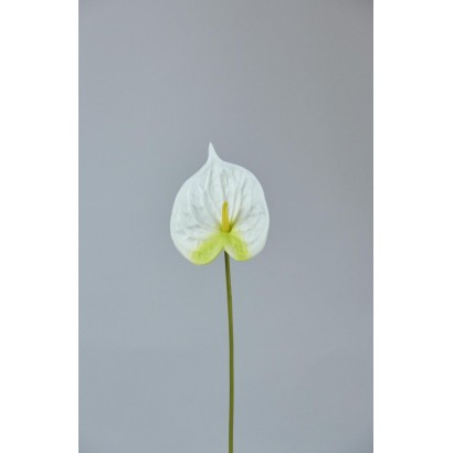 anturium natural  43cm blanco