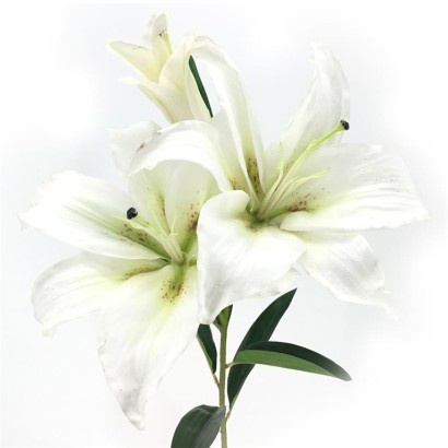 Lilium Gigante 105cm Blanco