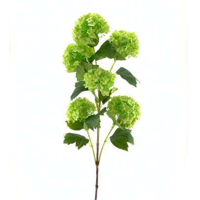 Viburnum 95cm verde