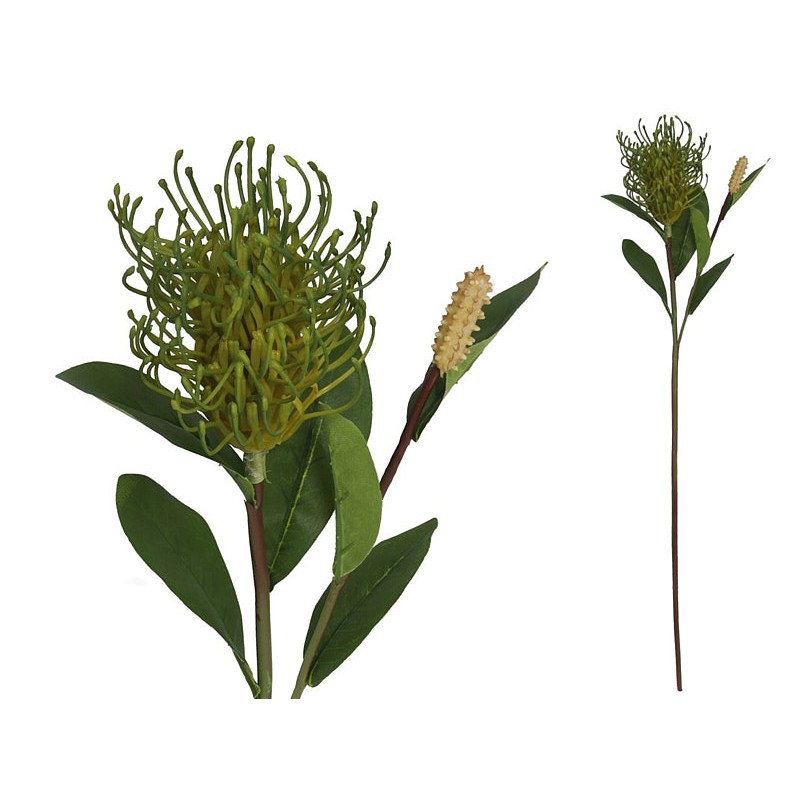 Vara leucospermum 59 cm (verde)