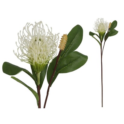 Vara leucospermum 59 cm (crema)