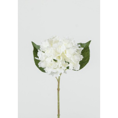 Hortensia x1 37x16cm crema