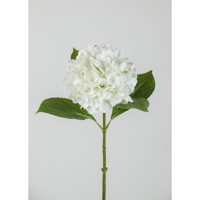 Hortensia x1 50x17cm crema tac.natural