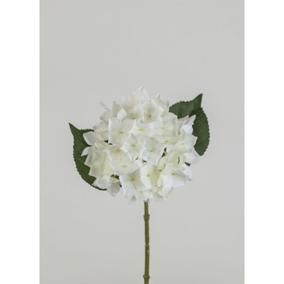 Hortensia x 1 12cm 36cm blanco