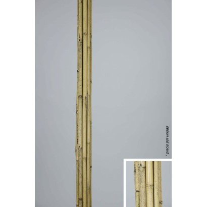 Cana bambu natural x1 - 2 cm 1.80cm alto