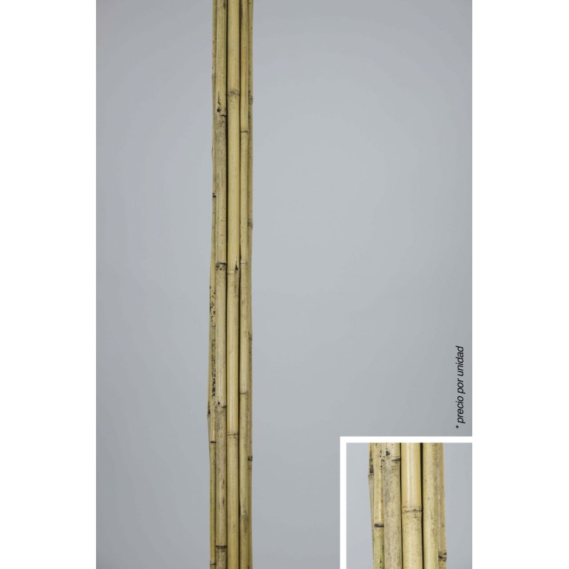 Cana bambu natural x1 - 2 cm 1.80cm alto