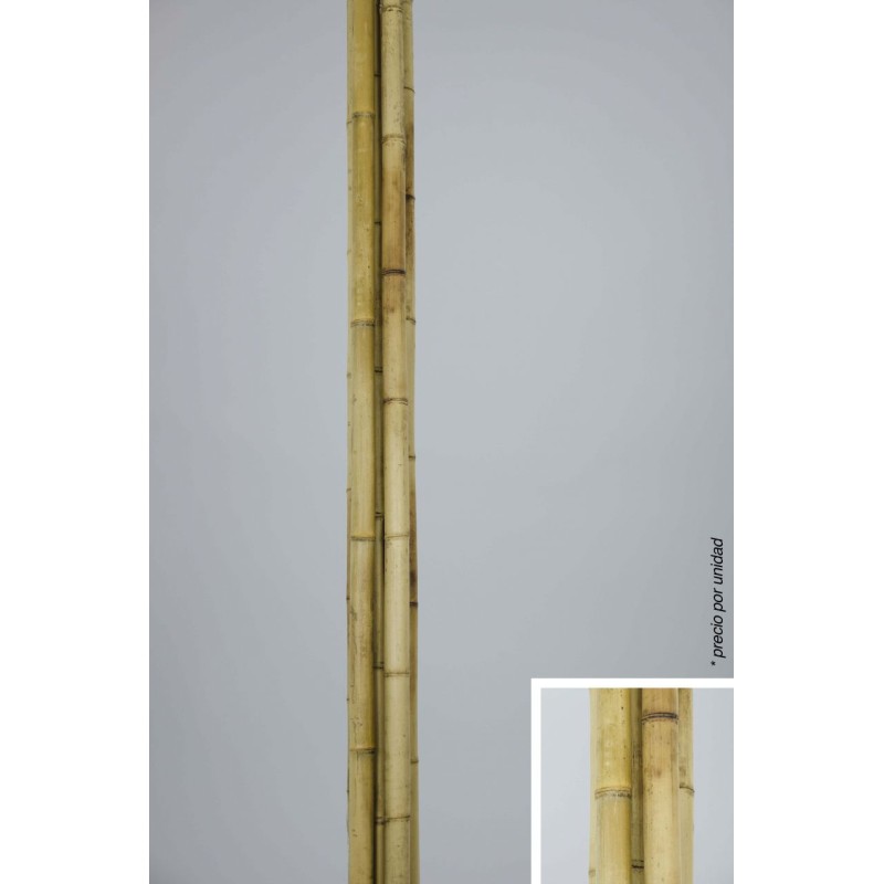 Cana bambu natural x1 • 4.50cm 1.80 cm alto